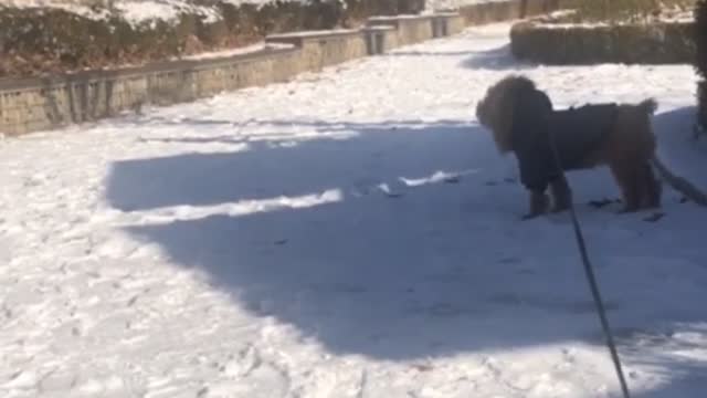 The puppy and the snowman in the snowy park.