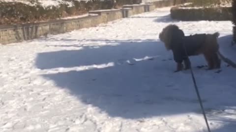 The puppy and the snowman in the snowy park.