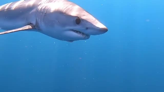 3 Reasons Mako Sharks Are Cool.