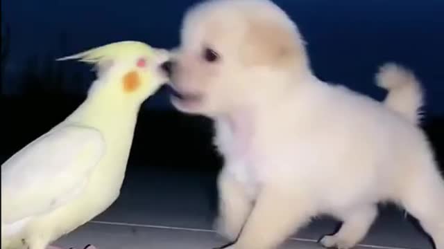 Parrot Plays With Puppy in Night