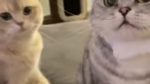 funny cat videos, funny cats, cute cats, Cute cat videos #short