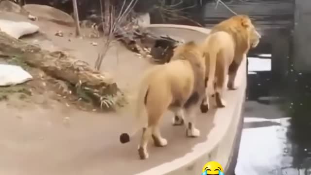 Lion falls down awkwardly into pond