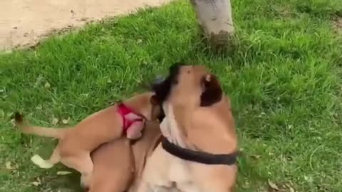 Best Funny Dogs Fail ops Moments Viral Clips