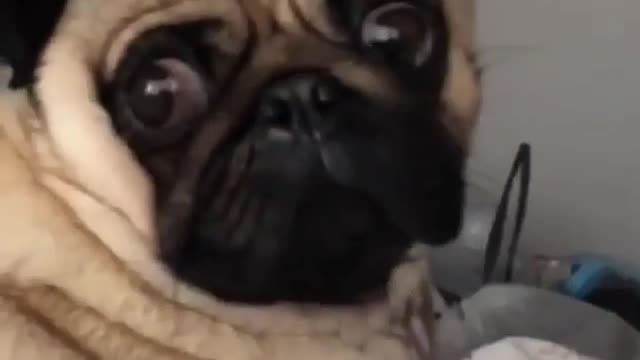 A charming dog.