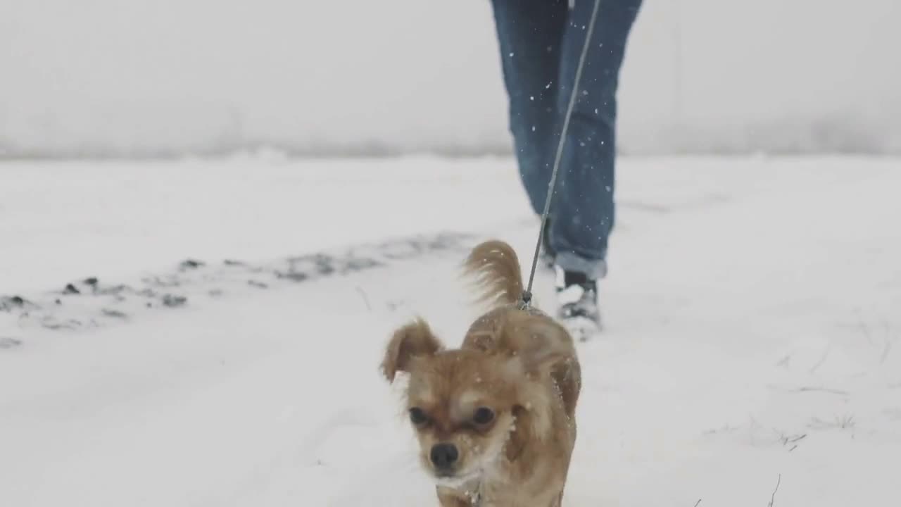 long haired chihuahua dog on a walk in a cold snowy day on the field