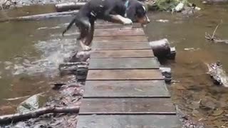 Black puppy falls off bridge and into water