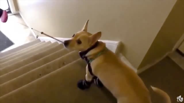 Funny dog gymnastics