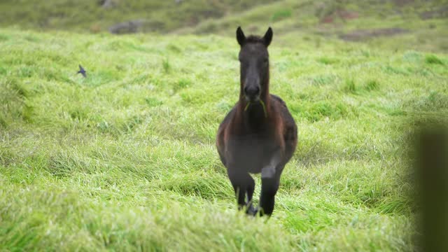 Foal Galloping In Slow Motion $