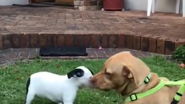 Super Funny Dog Videos #4 |