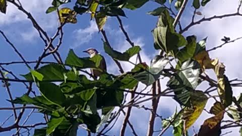 nature in my backyard-sorocaba brazil