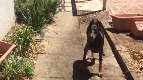 Collab copyright protection - black dog plays with water fail fall