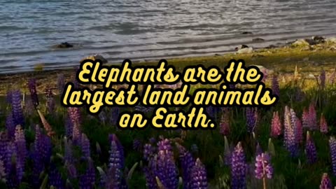 Animal Facts Elephants #shorts