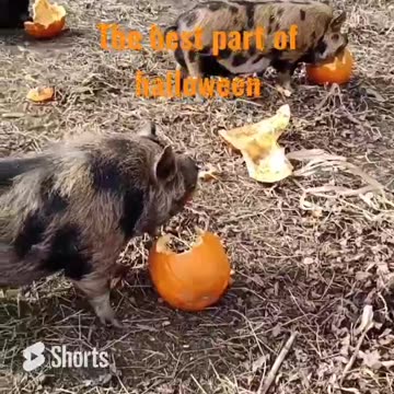 Devouring Pumpkins