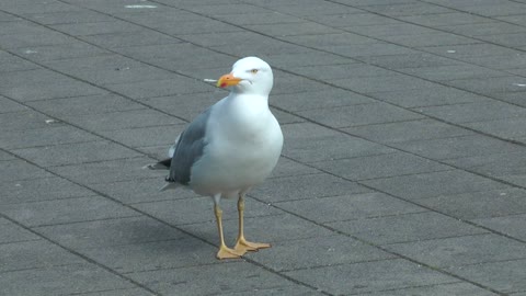 thinking duck