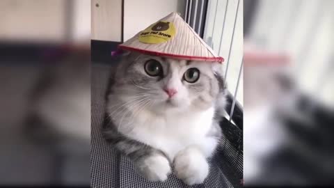 Cat-funny videos