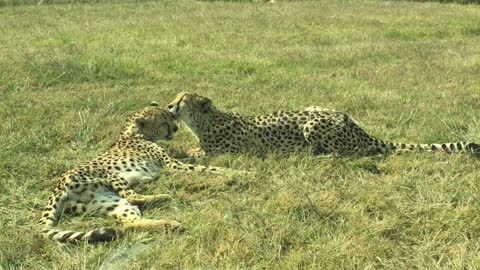 Leopard streaming in green park