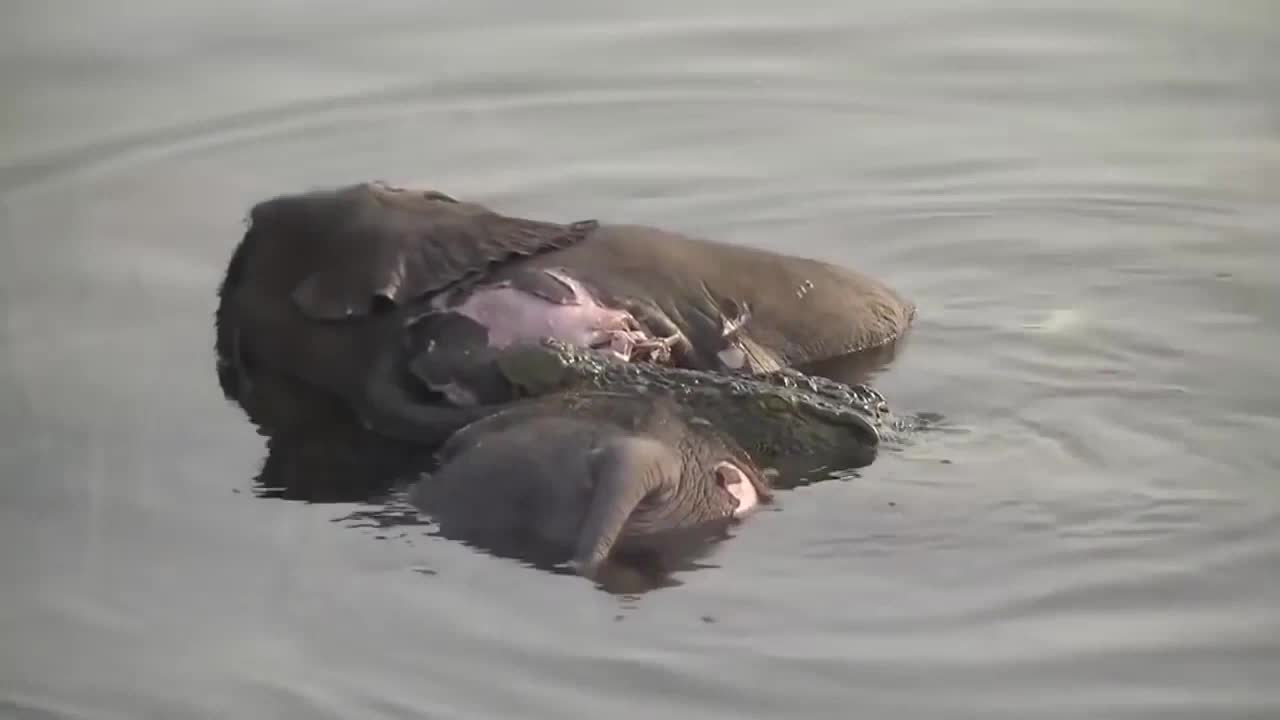 crocodile fight animal planet TV