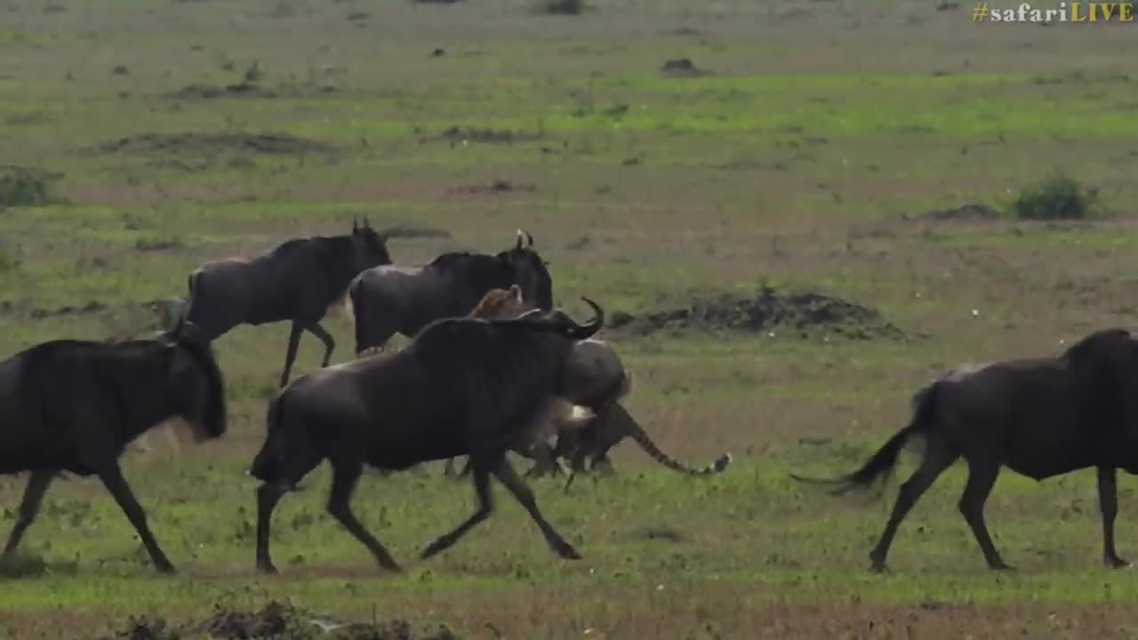 Five male cheetah race to the sound of dinner bell