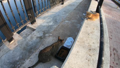 MICHAEL JACKSON & ED SHEERAN - Homeless cats in Ras Al Khaimah, UAE #cat #EdSheeran #MichaelJackson