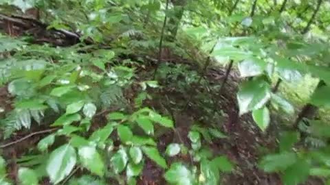 TAKING A WALK THROUGH THE WOODS IN THE RAIN