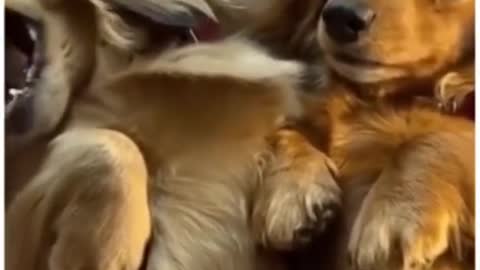 FUNNY DOG VIDEOS