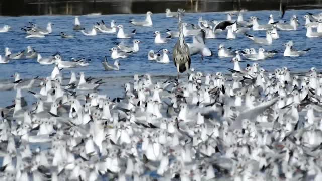 Garça Gaivota