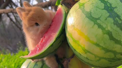 The little bunny eats a big watermelon