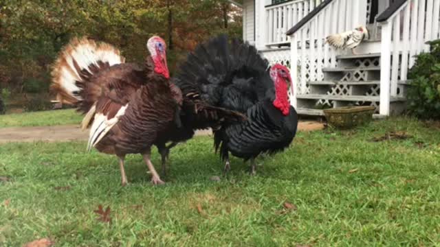 Turkeys on Parade