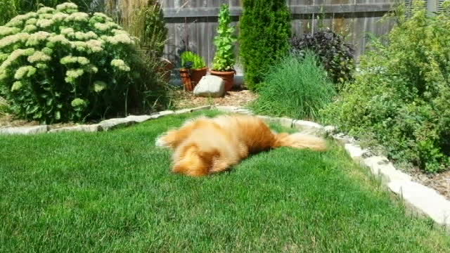 Balki the Dog scratches her back