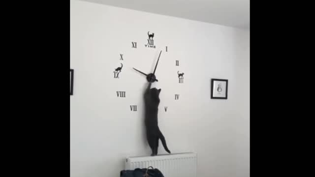 this cat is playing wall clock