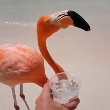 A flamingo drinks water in a wonderful way among a group of birds on the seashore