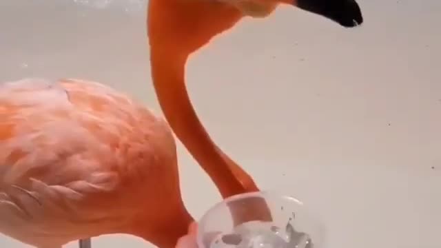 A flamingo drinks water in a wonderful way among a group of birds on the seashore