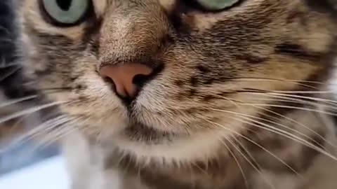 Cute Cat