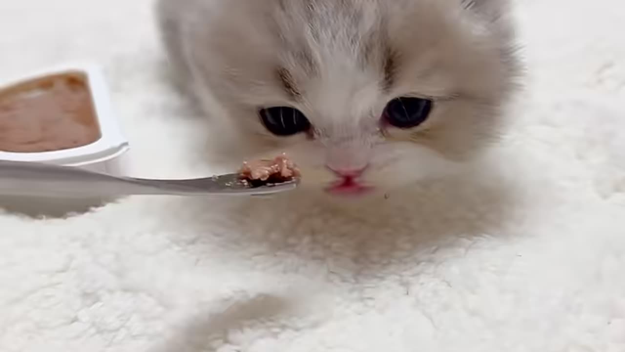 Baby cat eating time|Cat video #funny animal video #short # viral video