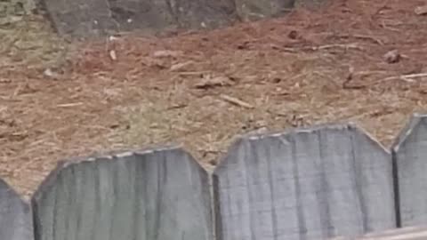 Baby Fox Cuddle Pile