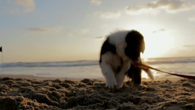 Cute Dog