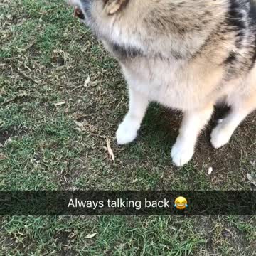 Husky hates taking No for an answer