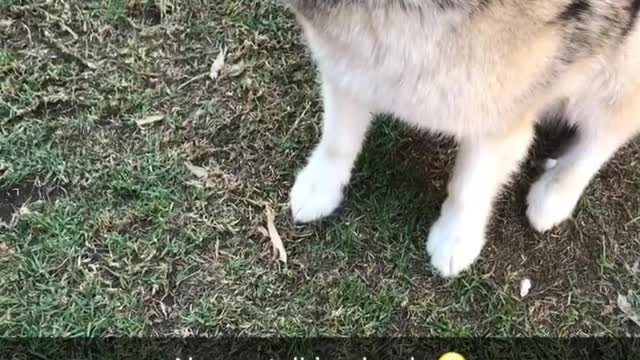 Husky hates taking No for an answer