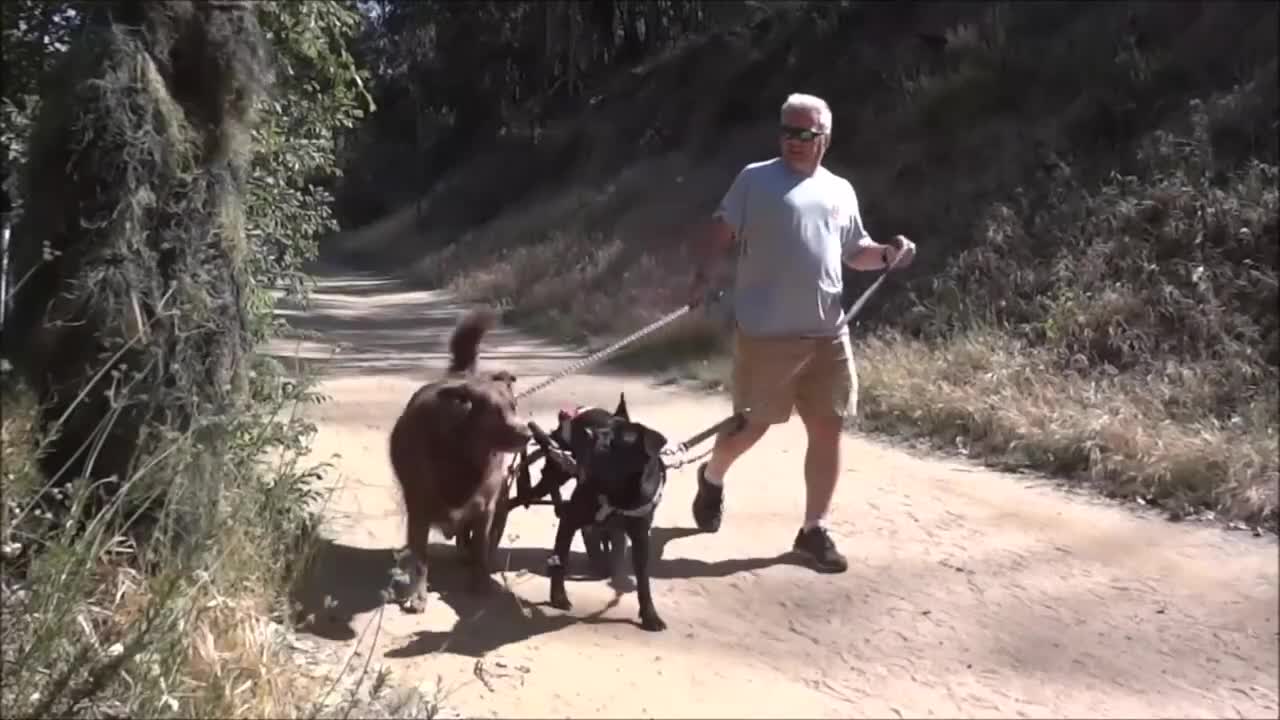 Bushman funny prank on dogs