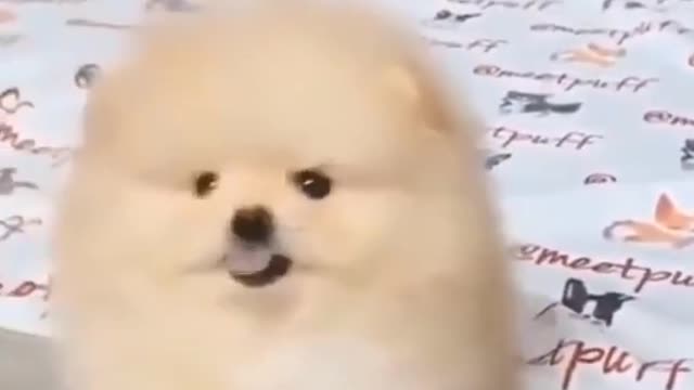 Super Cute Dog! Cute and Funny Dog Video🐕😂