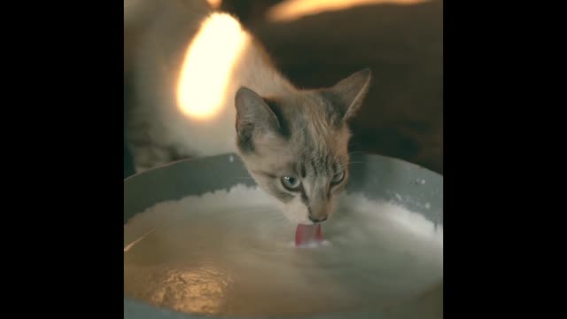 A Cat Drinking Milk