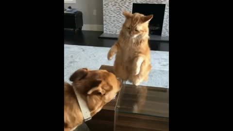 Cat vs Dog gif video