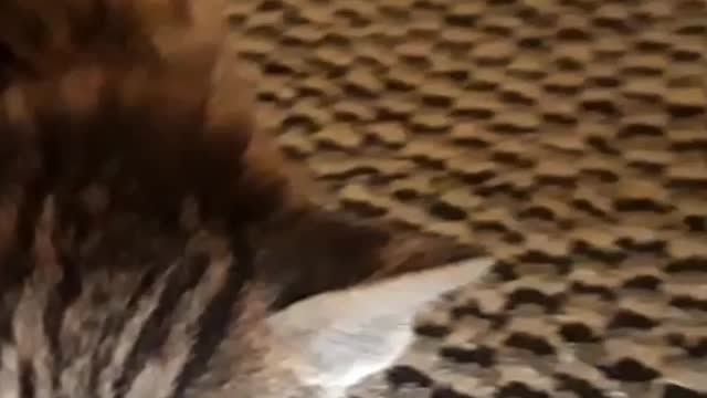 The best cats kitty