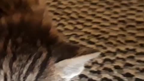 The best cats kitty