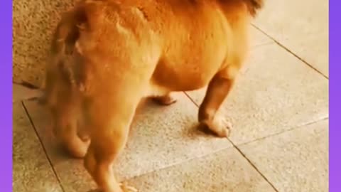 Funny video so much laughing