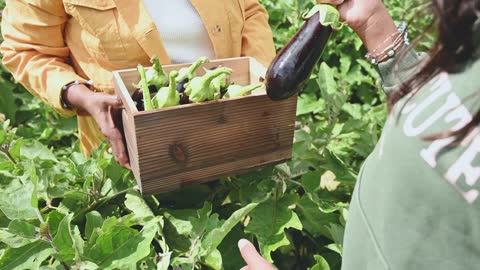 Women Checking The Newly Harvested Eggplants
