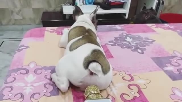 Dog funny video ২