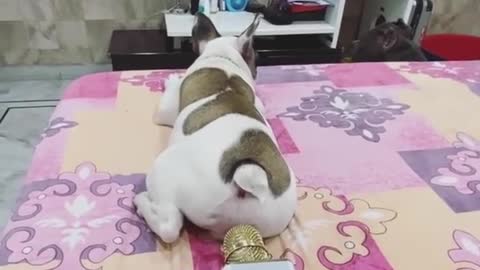 Dog funny video ২