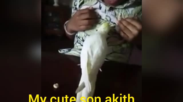 How traning talk to bird