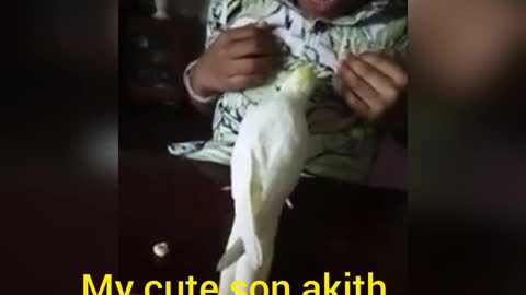How traning talk to bird